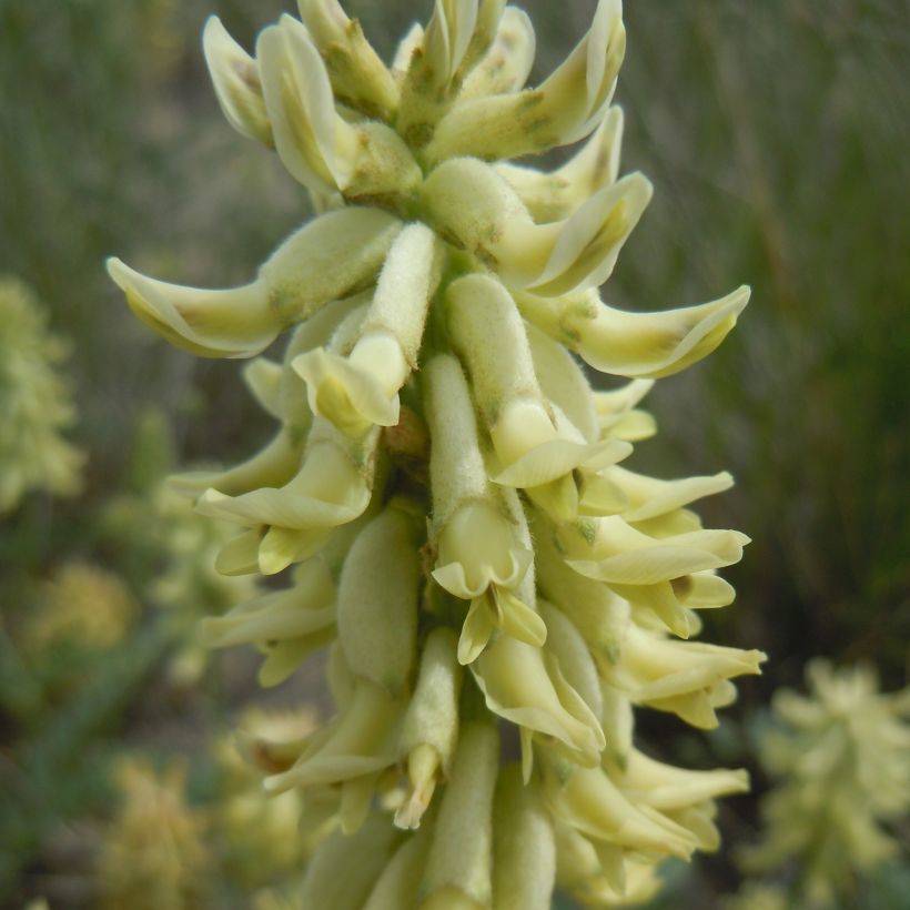 Astragalus canadensis - Astrágalo de canadá (Floración)