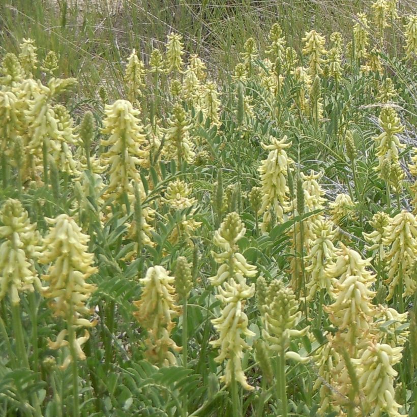 Astragalus canadensis - Astrágalo de canadá (Porte)