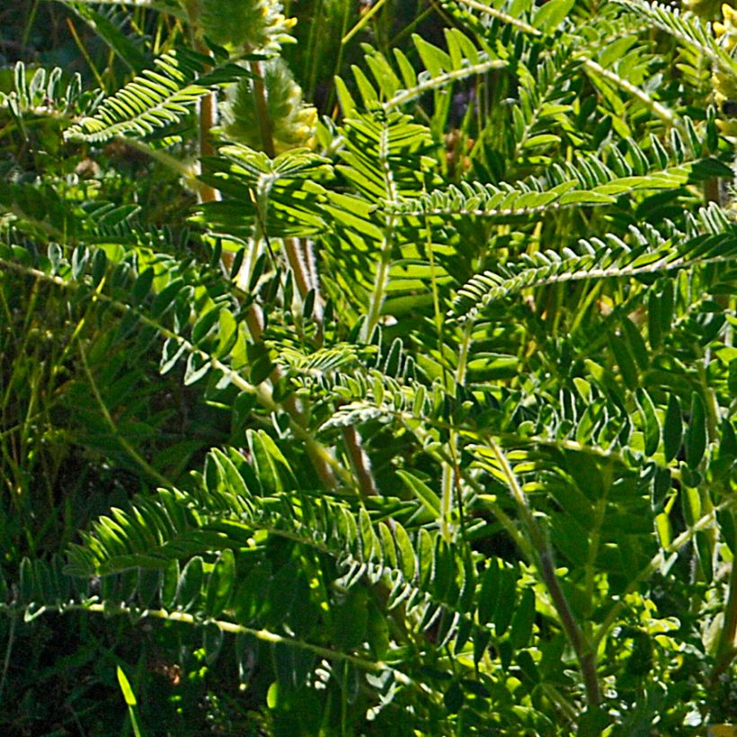 Astragalus centralpinus (Follaje)