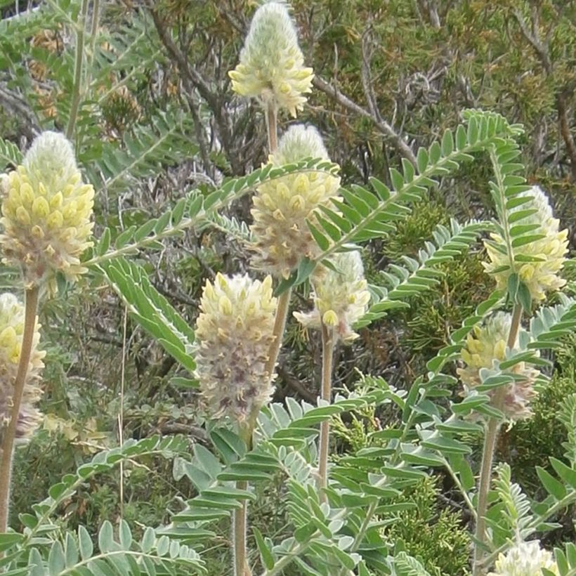 Astragalus centralpinus (Floración)