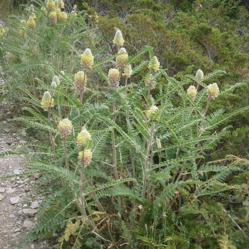 Astragalus centralpinus (Porte)