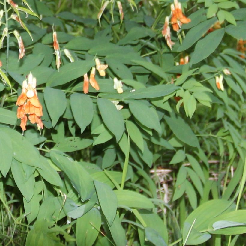 Astragalus glycyphyllos - Orozuz falso (Follaje)