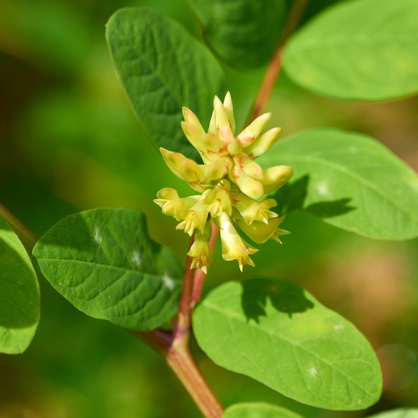 Astragalus glycyphyllos - Orozuz falso (Floración)