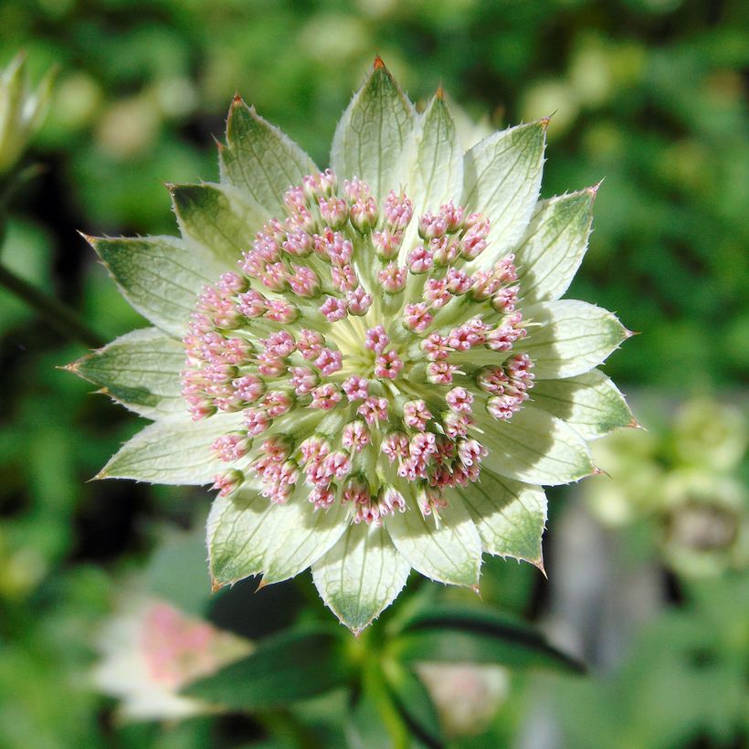 Sanícula hembra Buckland - Astrantia major (Floración)