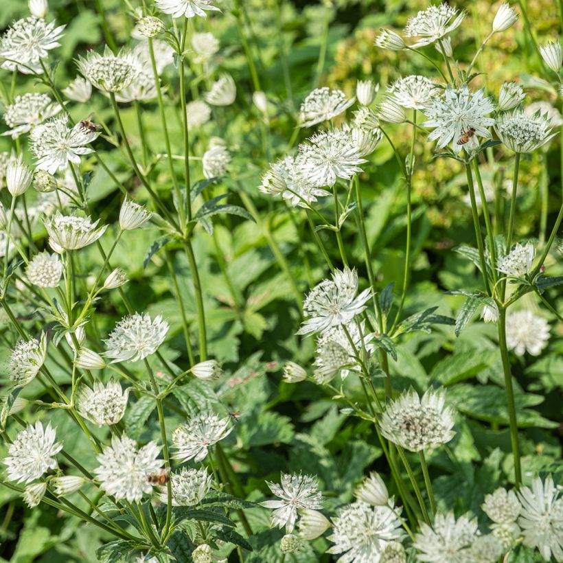 Sanícula hembra Shaggy - Astrantia major (Floración)