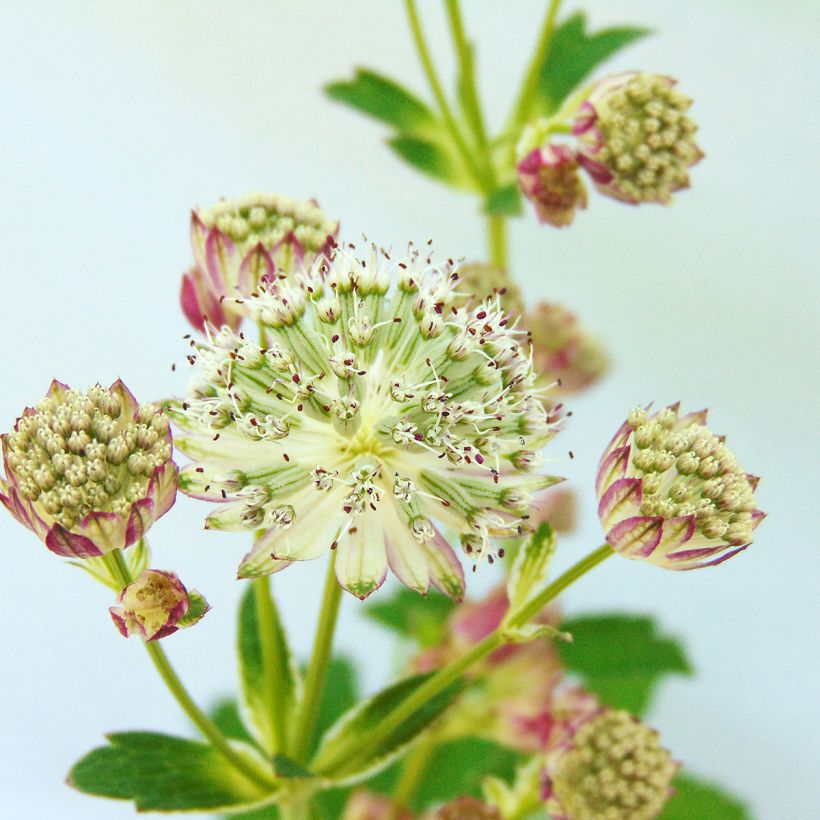 Sanícula hembra Star of Passion - Astrantia major (Floración)