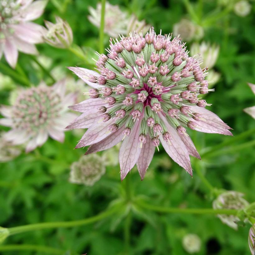 Sanícula hembra Florence - Astrantia major (Floración)