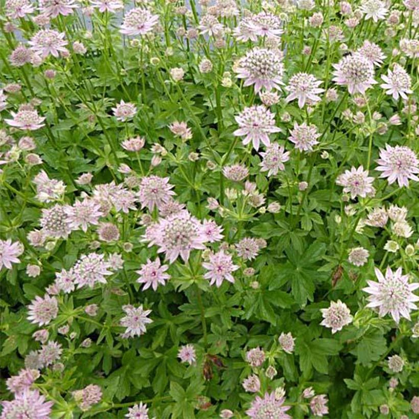 Sanícula hembra Florence - Astrantia major (Porte)