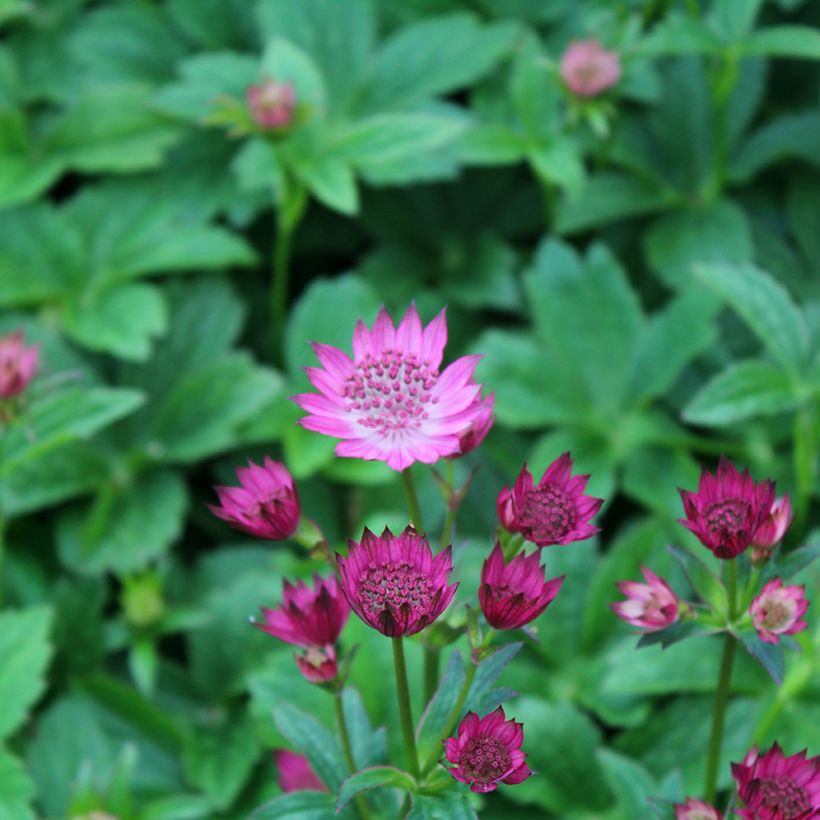 Sanícula hembra Venice - Astrantia major (Floración)