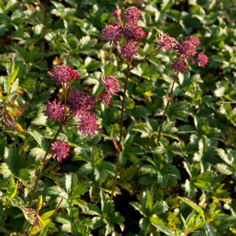 Sanícula hembra Hadspen Blood - Astrantia major (Porte)