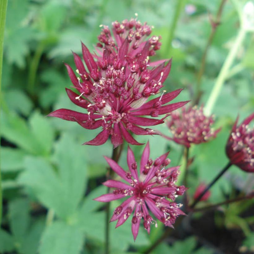 Sanícula hembra Ruby Star - Astrantia major (Floración)