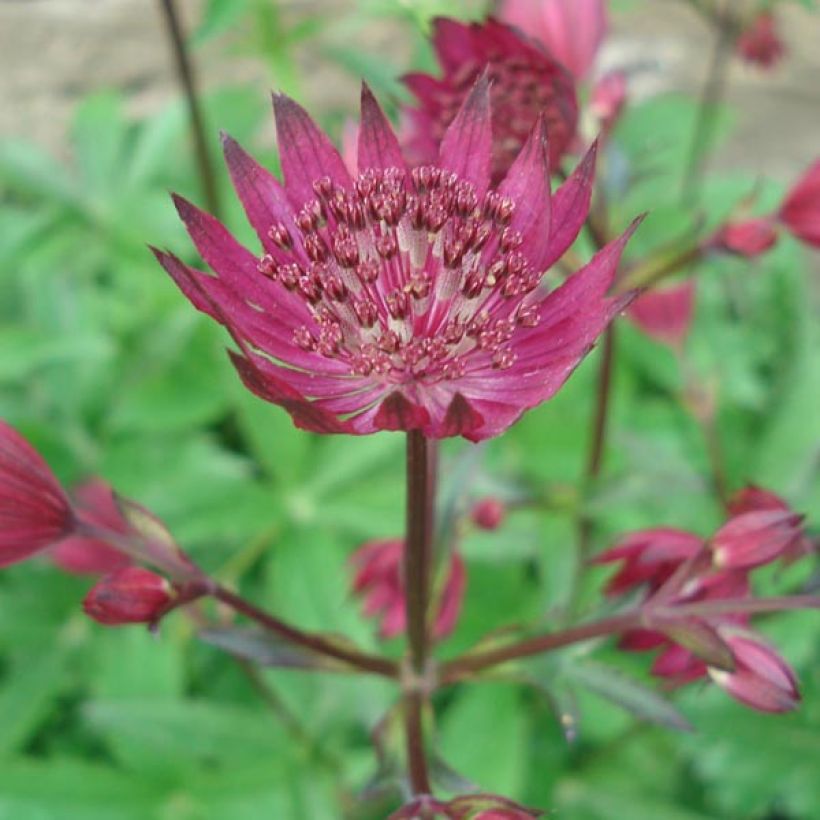 Sanícula hembra Ruby Wedding - Astrantia major (Floración)