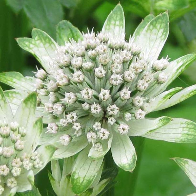 Sanícula hembra Star of Billion - Astrantia major (Floración)