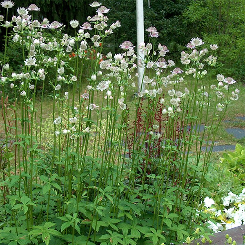 Sanícula hembra - Astrantia major (Porte)