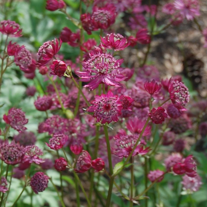 Sanícula hembra Lars - Astrantia major (Floración)