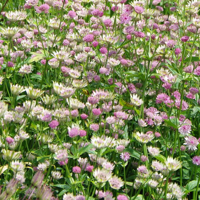 Sanícula hembra Pink Pride - Astrantia major (Floración)