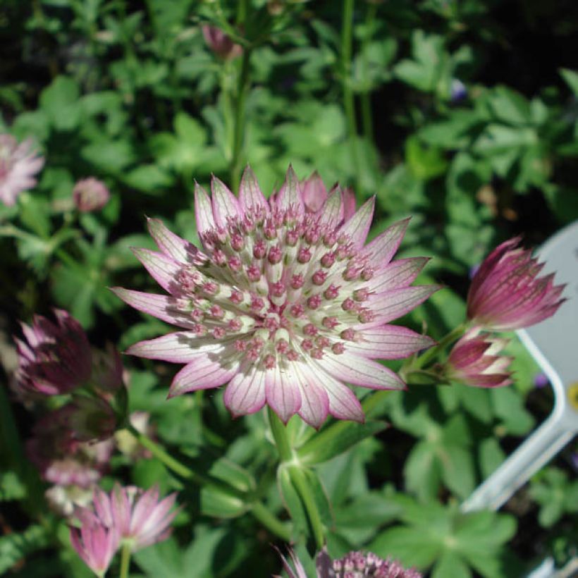 Sanícula hembra Roma - Astrantia major (Floración)