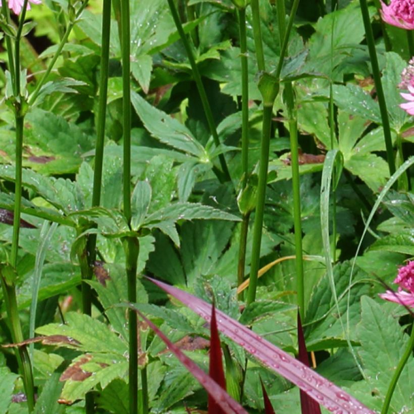 Sanícula hembra Rosensinfonie - Astrantia major (Follaje)