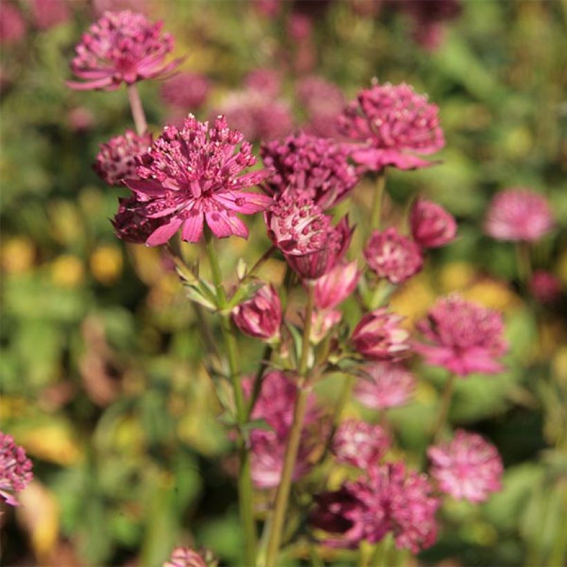 Sanícula hembra Washfield - Astrantia major (Floración)