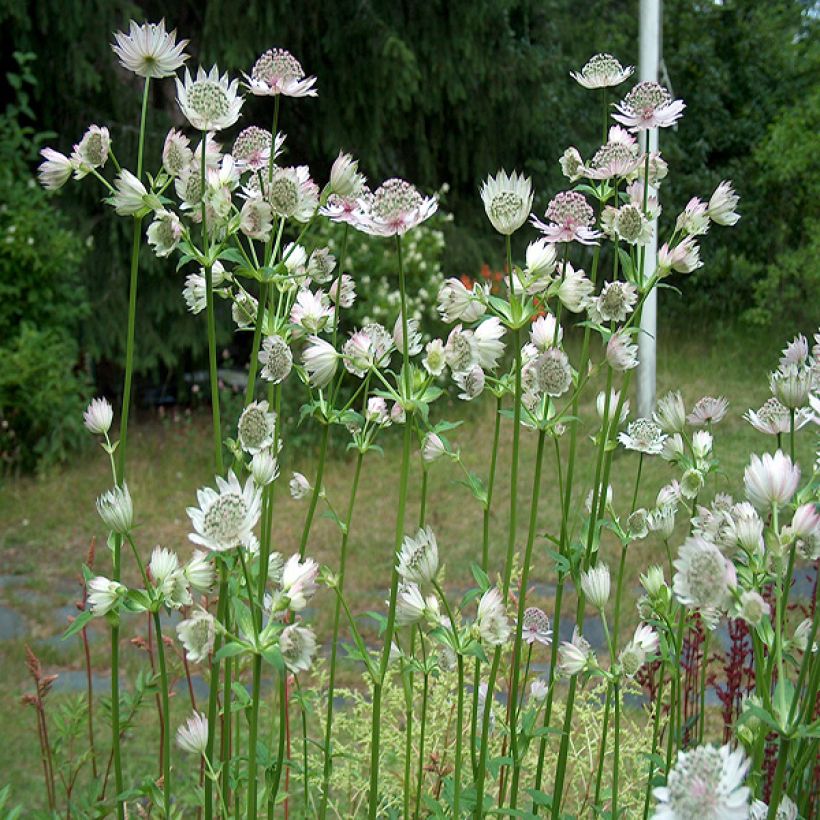 Sanícula hembra Alba - Astrantia major (Porte)