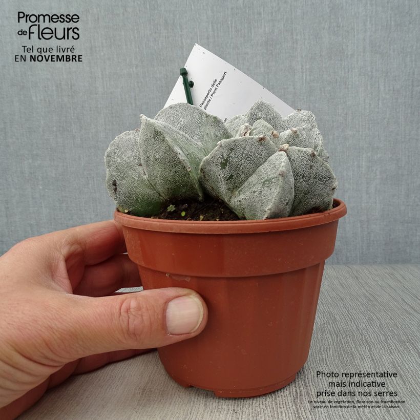 Ejemplar de Astrophytum myriostigma - Bonnet d'evêque Pot de 13 cm entregado en otoño