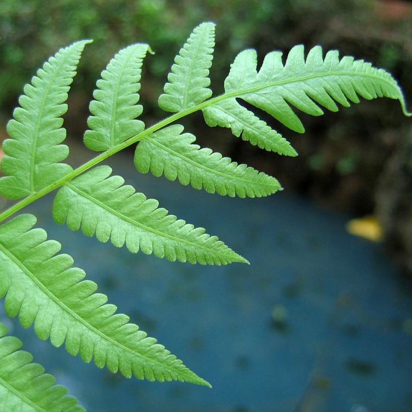 Athyrium filix-femina - Helecho hembra (Follaje)