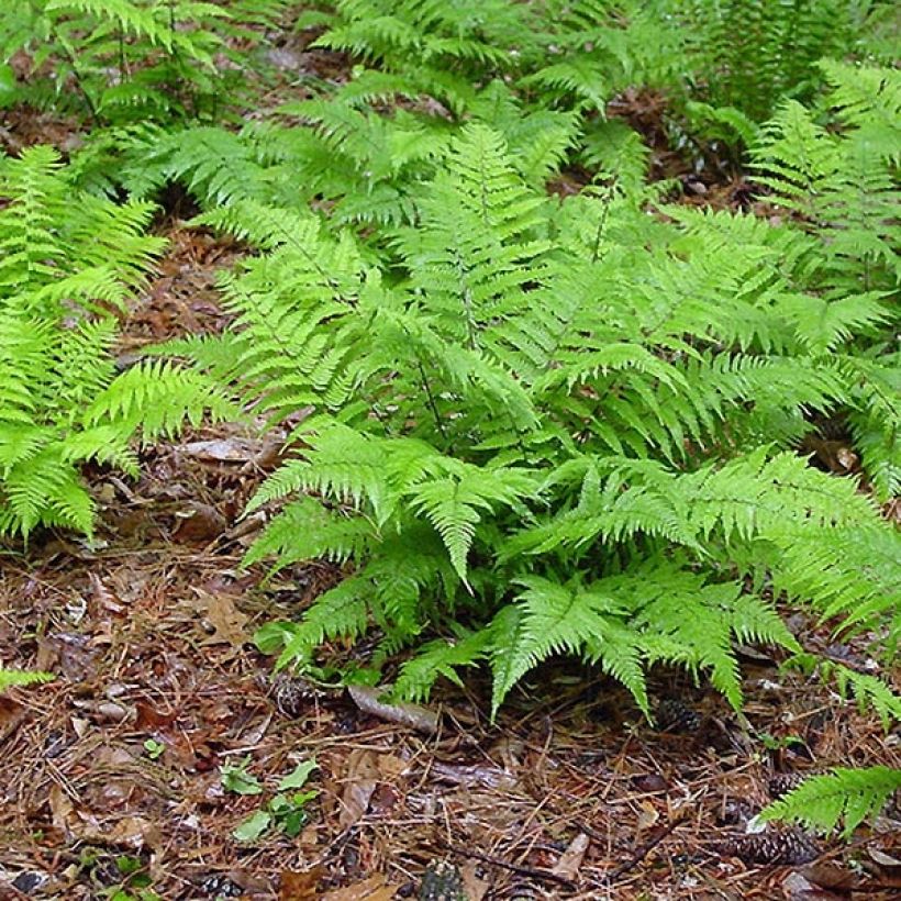 Athyrium filix-femina - Helecho hembra (Porte)