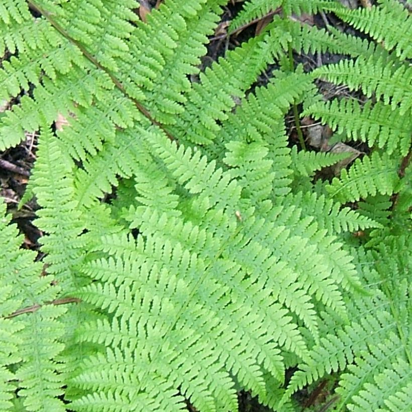 Athyrium filix-femina Cruciatum Group - Helecho hembra (Follaje)