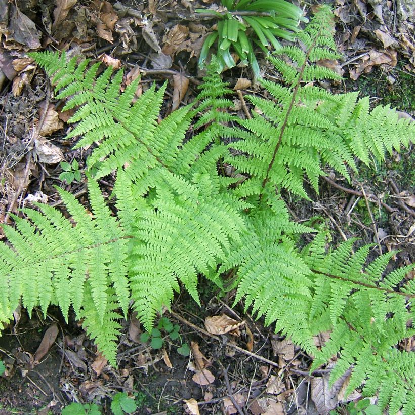 Athyrium filix-femina Cruciatum Group - Helecho hembra (Porte)