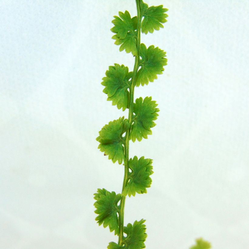 Athyrium filix-femina Frizelliae - Helecho hembra (Follaje)