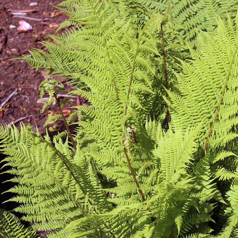 Athyrium filix-femina Rotstiel - Helecho hembra (Follaje)