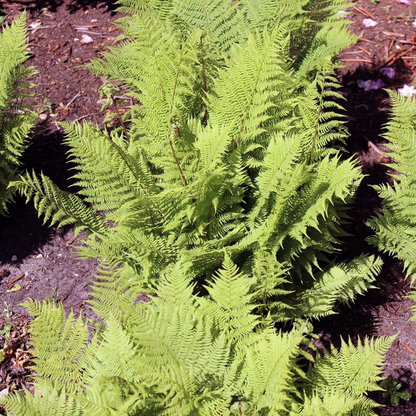 Athyrium filix-femina Rotstiel - Helecho hembra (Porte)