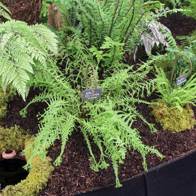 Athyrium filix-femina Victoriae - Helecho hembra (Porte)