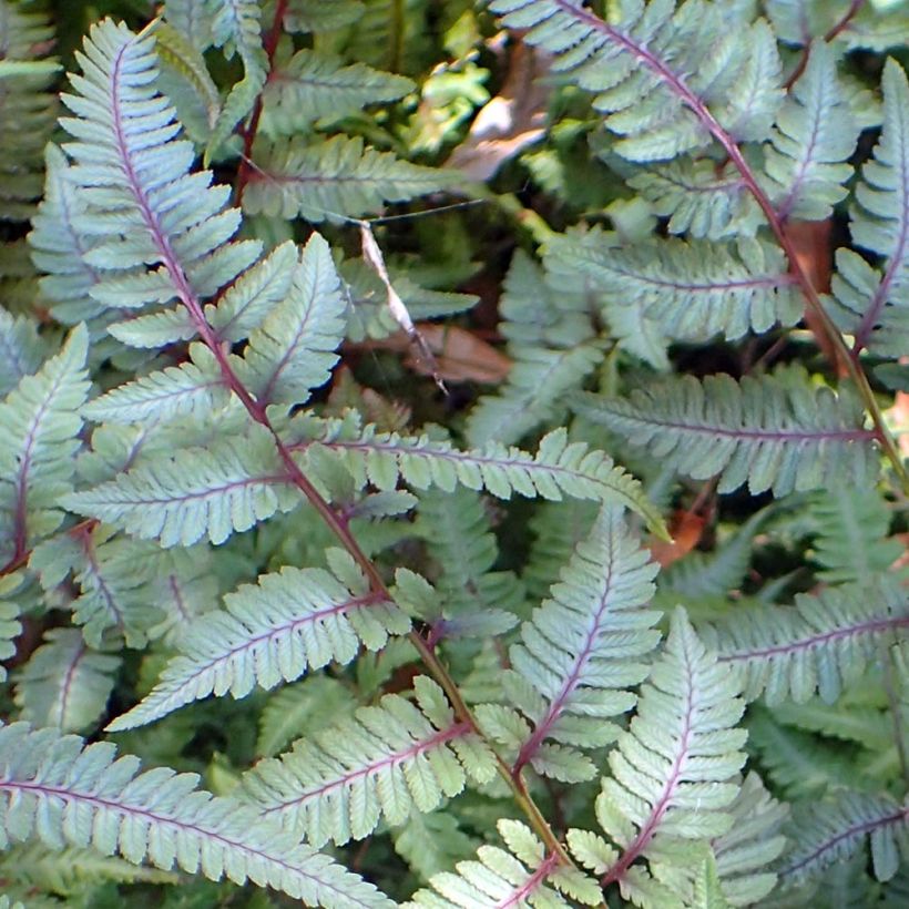 Athyrium niponicum Burgundy Lace - Helecho pintado japonés (Follaje)