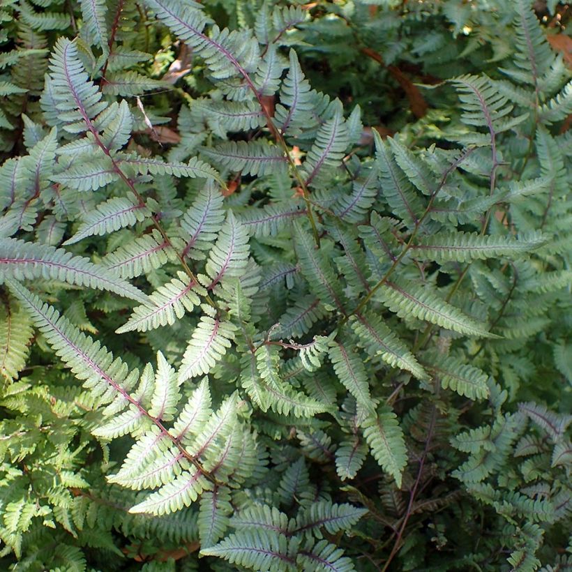 Athyrium niponicum Burgundy Lace - Helecho pintado japonés (Porte)