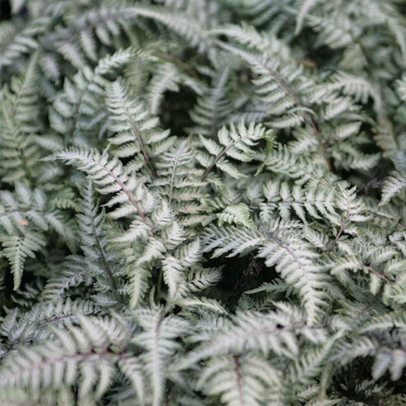 Athyrium niponicum Pewter Lace - Helecho pintado japonés (Follaje)