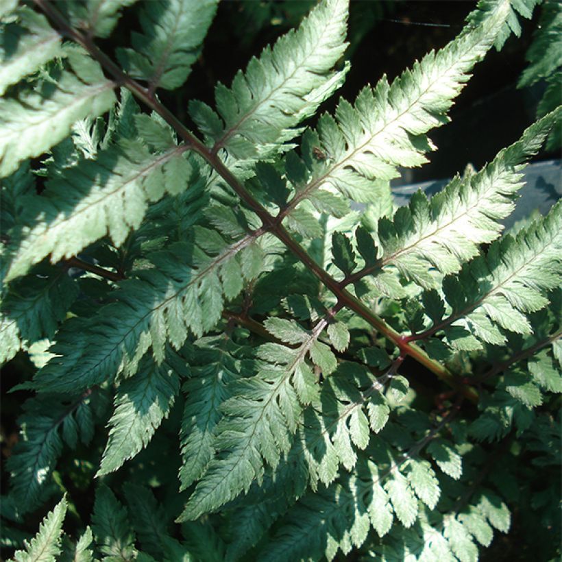 Athyrium niponicum Ursula's red - Helecho pintado japonés (Follaje)