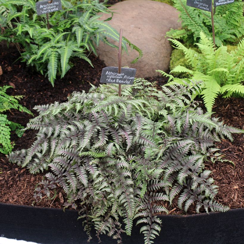 Athyrium niponicum var. pictum Red Beauty - Helecho pintado japonés (Porte)