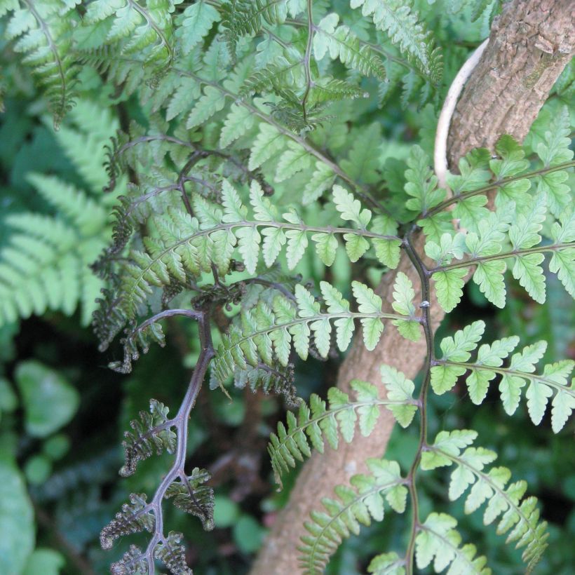 Athyrium otophorum var. okanum - Helecho (Follaje)