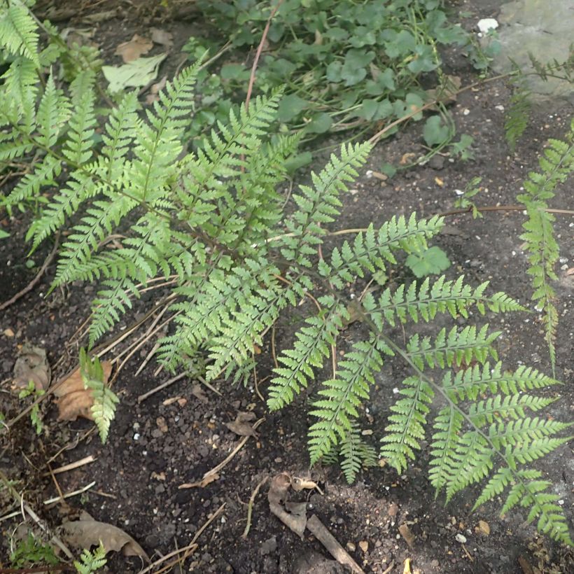 Athyrium vidalii - Helecho de Vidal (Follaje)