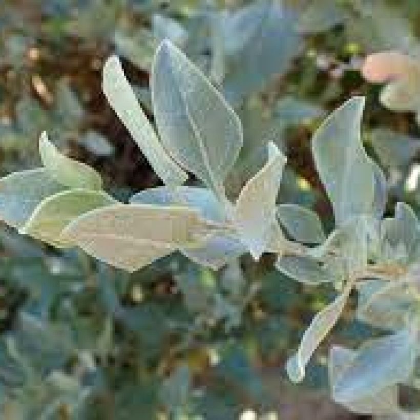 Atriplex halimus - Orgaza (Follaje)