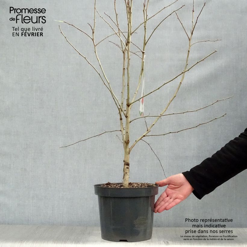 Aubépine - Crataegus laevigata Paul's Scarlet 80/120cm en pot de 7,5/10L Ejemplar entregado en invierno