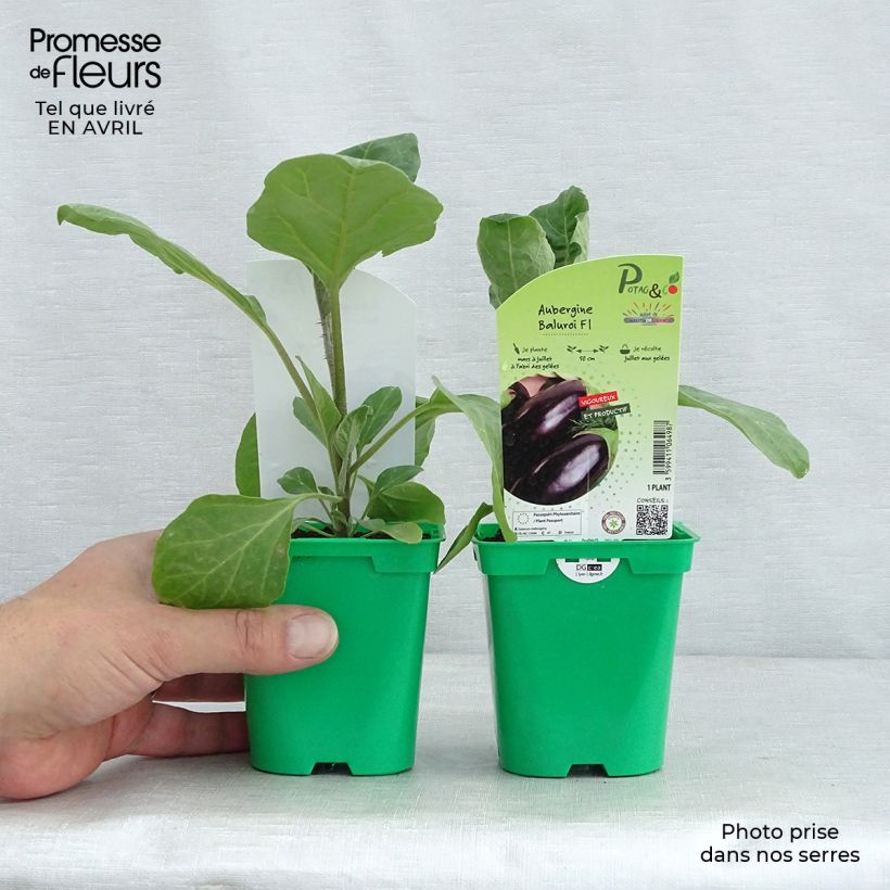 Aubergine Baluroi F1 en pot de 10,5cm Ejemplar entregado en la primavera