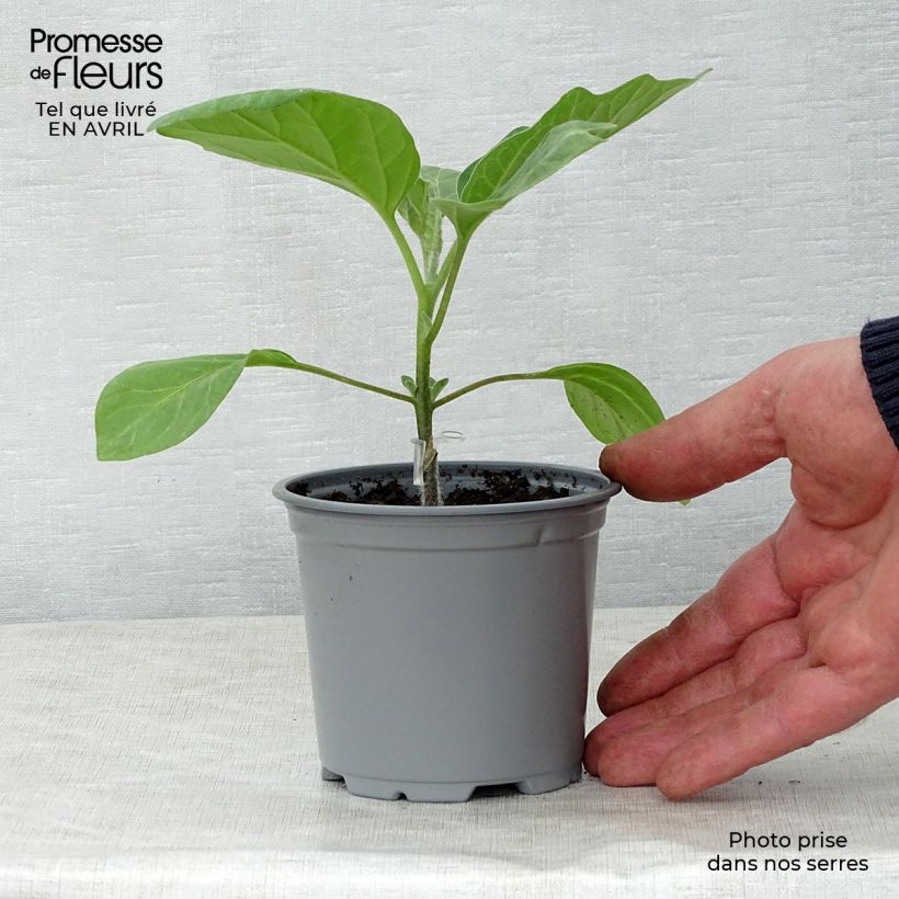 Aubergine Bonica F1 en plants GREFFES en pot de 10,5 cm Ejemplar entregado en la primavera