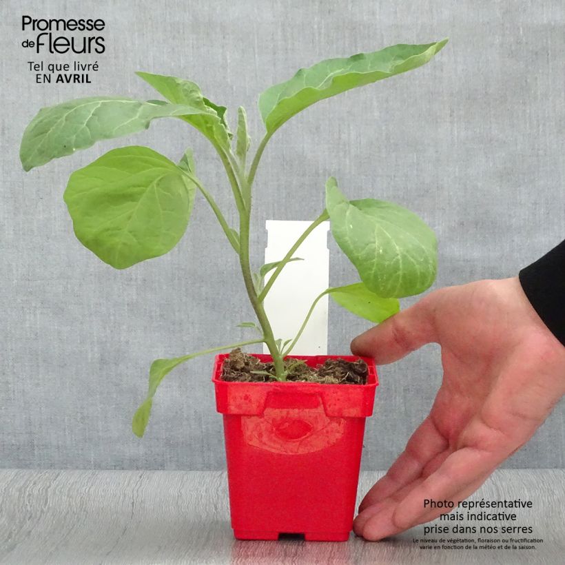 Aubergine Classic hybrid F1 Pot de 10 cm/11cm Ejemplar entregado en la primavera