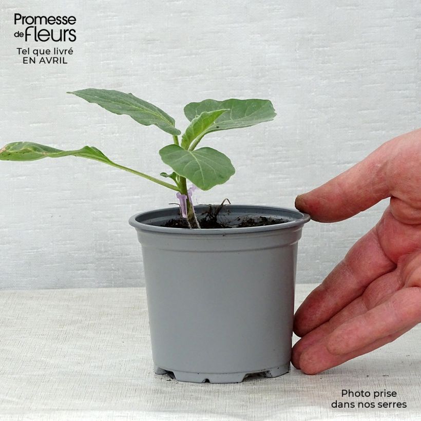 Aubergine Rania F1 en plants GREFFES en pot de 10,5 cm Ejemplar entregado en la primavera