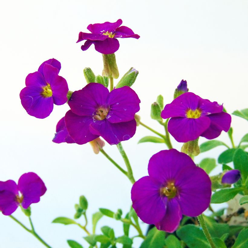 Aubrieta Bressingham Red (Floración)