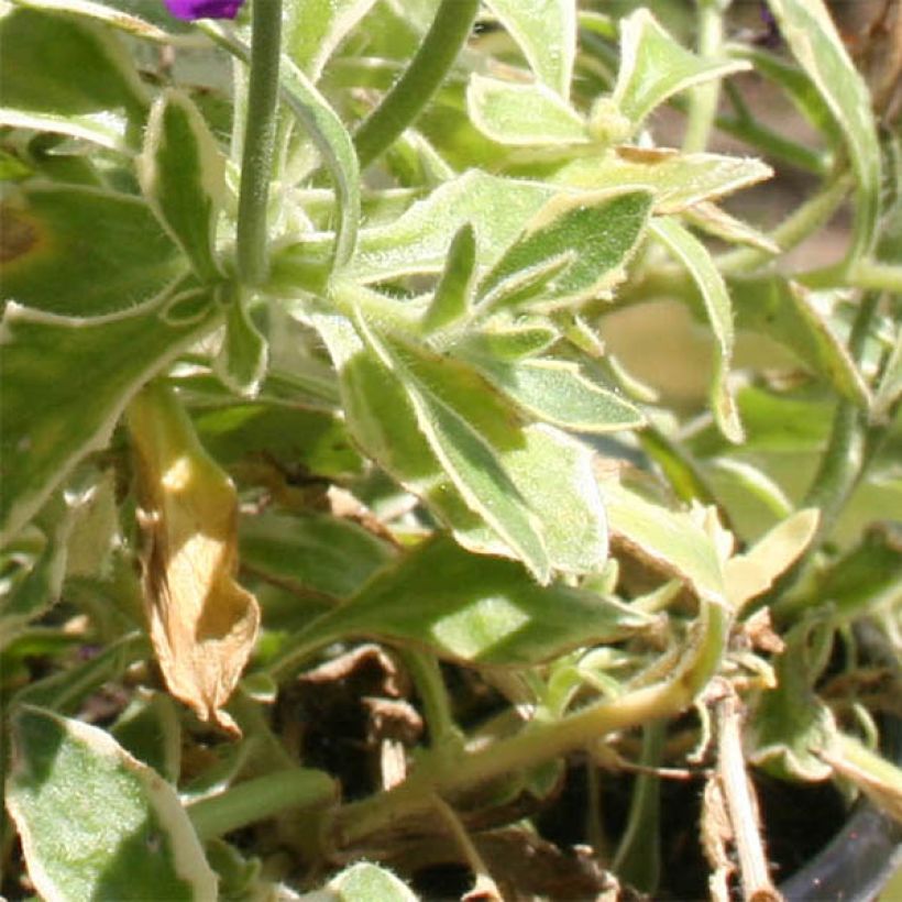 Aubrieta Dr Mules Variegated (Follaje)