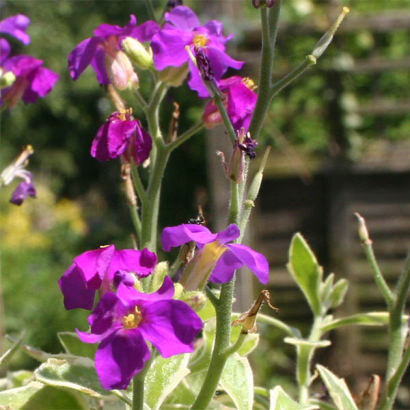 Aubrieta Dr Mules Variegated (Floración)