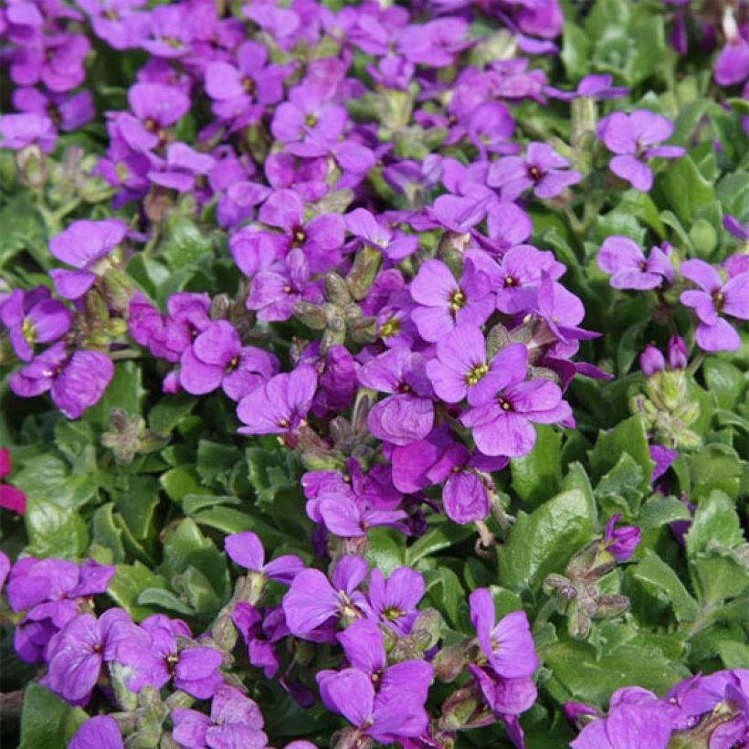 Aubrieta Hamburger Stadtpark (Floración)